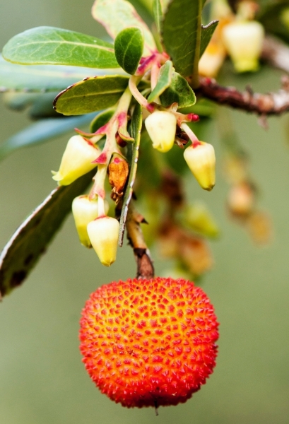 Erdbeerbaum (Arbutus) Sorte Corbzzolo