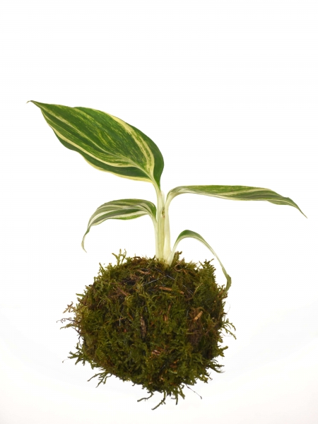 Kokedama (Moosball) Alpinia zerumbet variegata