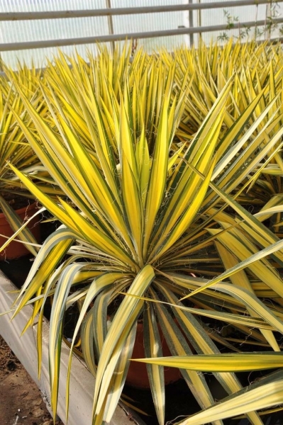 Yucca (Palmlilie)