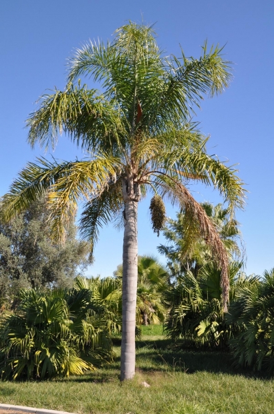 Königinnenpalme (Romanzoffianische Kokospalme)