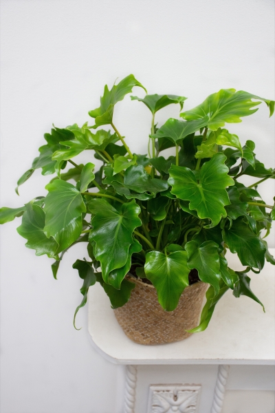 Philodendron &#039;Little Hope&#039;