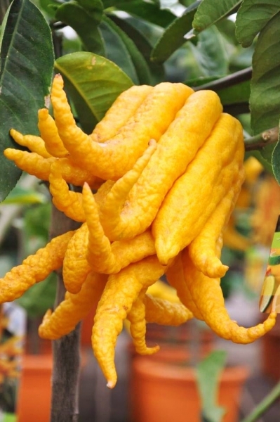 Zitronenbaum (Buddhas Hand)