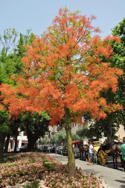 Australischer Flammenbaum (Glücksbaum)