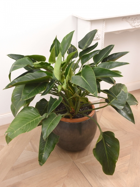 Philodendron L