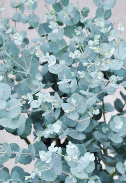 Eucalyptus Gunnii (frostverträglich)